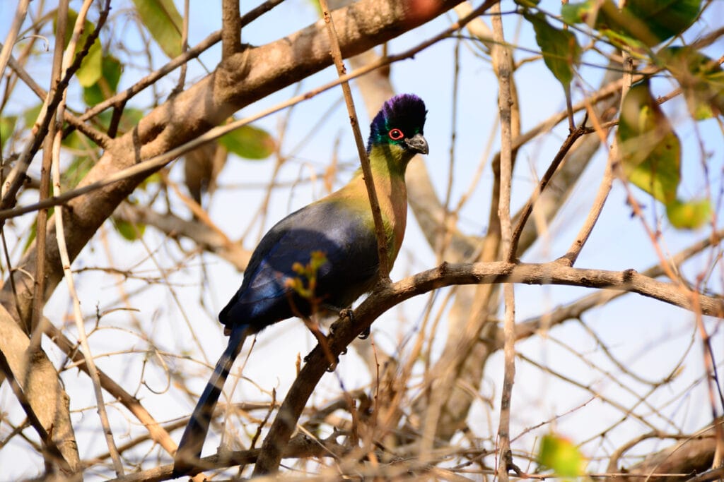 Purple-crested Turaco