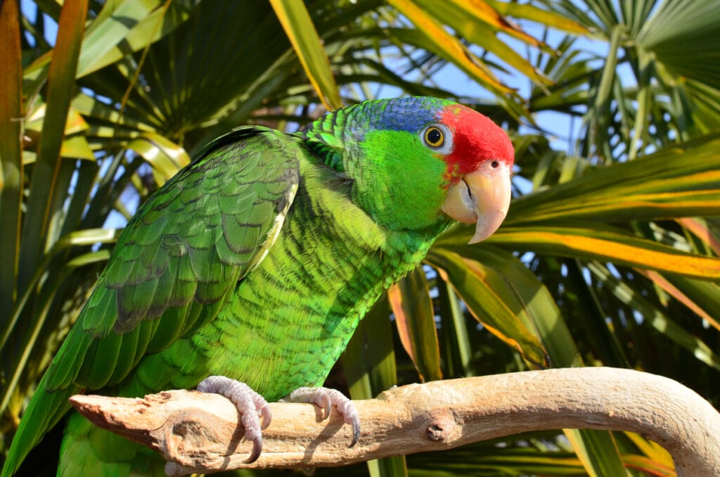 Red-Crowned Amazon