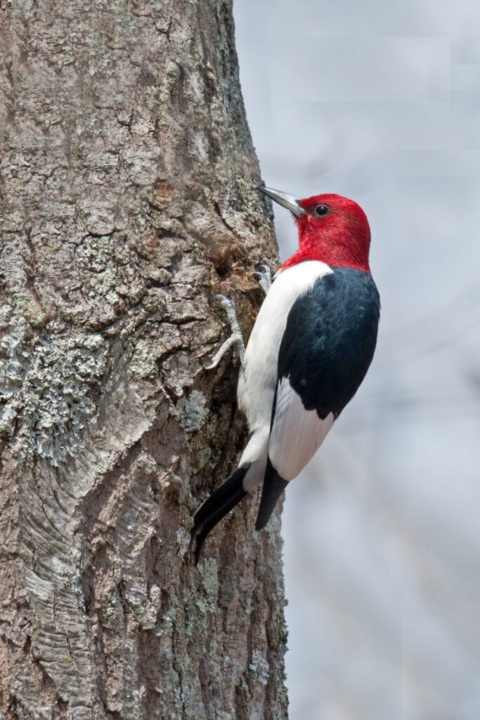 Red-Headed Woodpecker in Connecticut