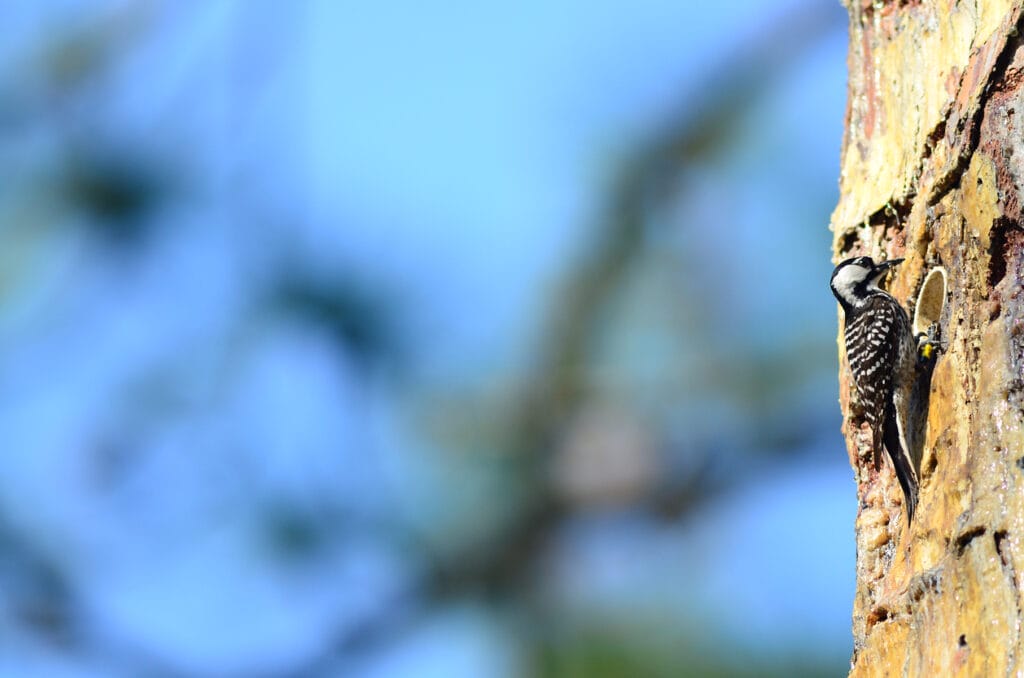 Red-cockaded Woodpecker