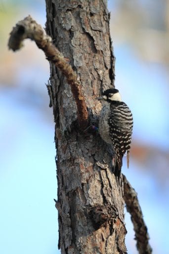 Red-cockaded Woodpecker