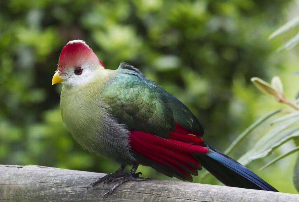 Red-crested Turaco