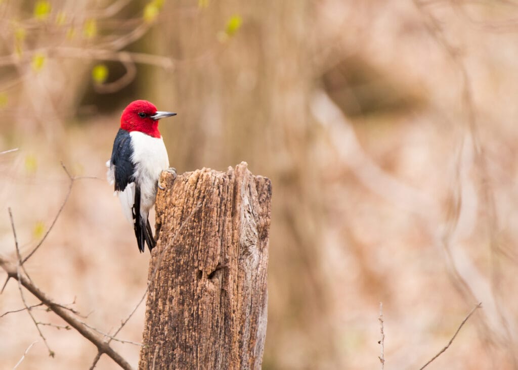 Red-headed Woodpecker in florida