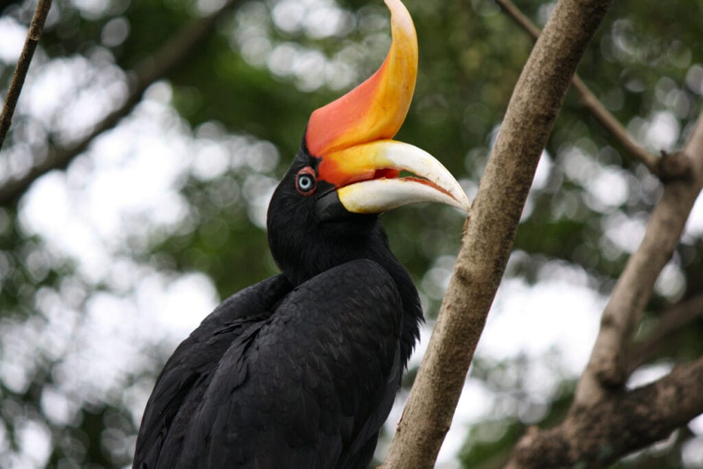 Rhinoceros Hornbill