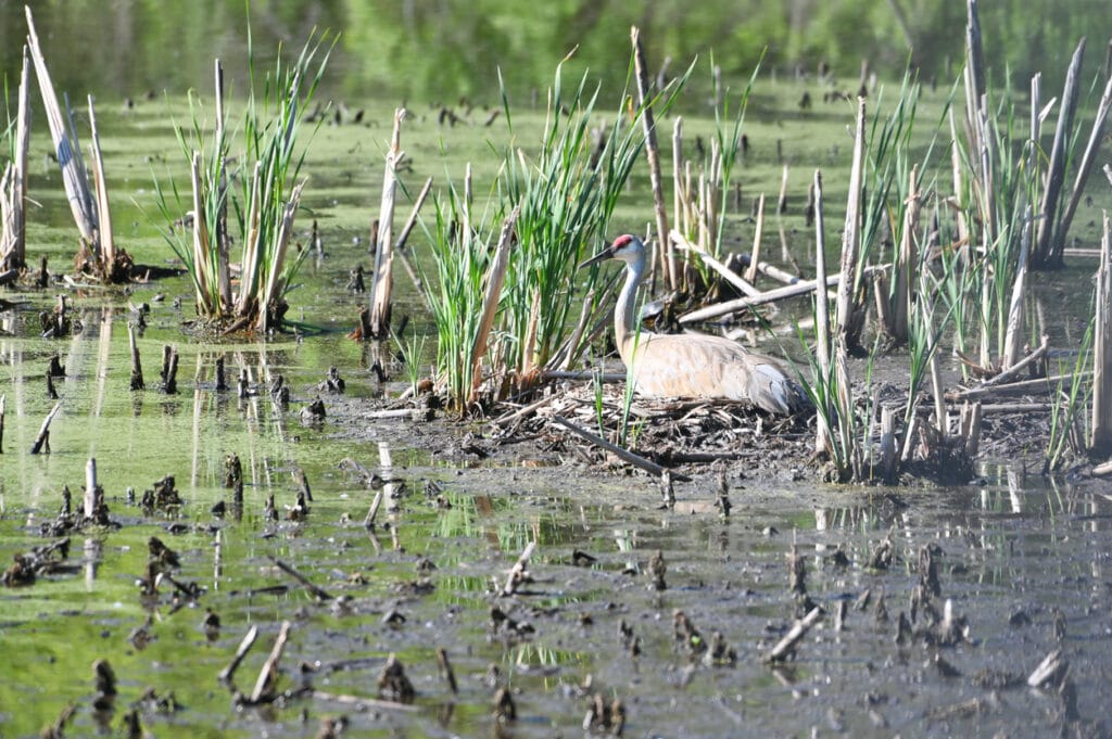 Sandhill Crane with nest