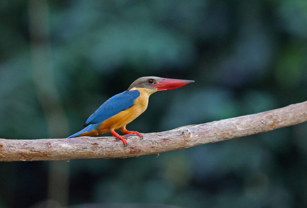 Stork-Billed Kingfisher