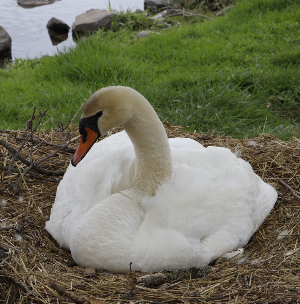 Trumpeter Swan with nest on ground