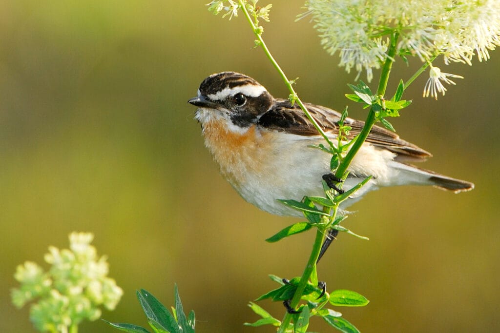 Whinchat