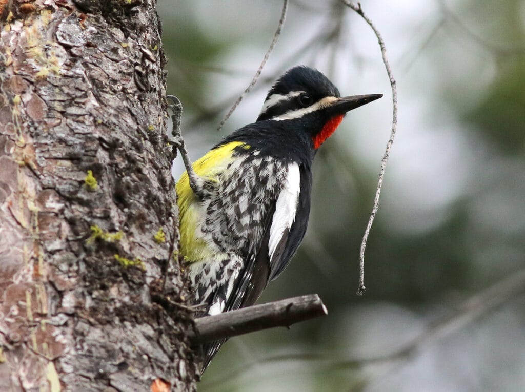 Williamson's Sapsucker