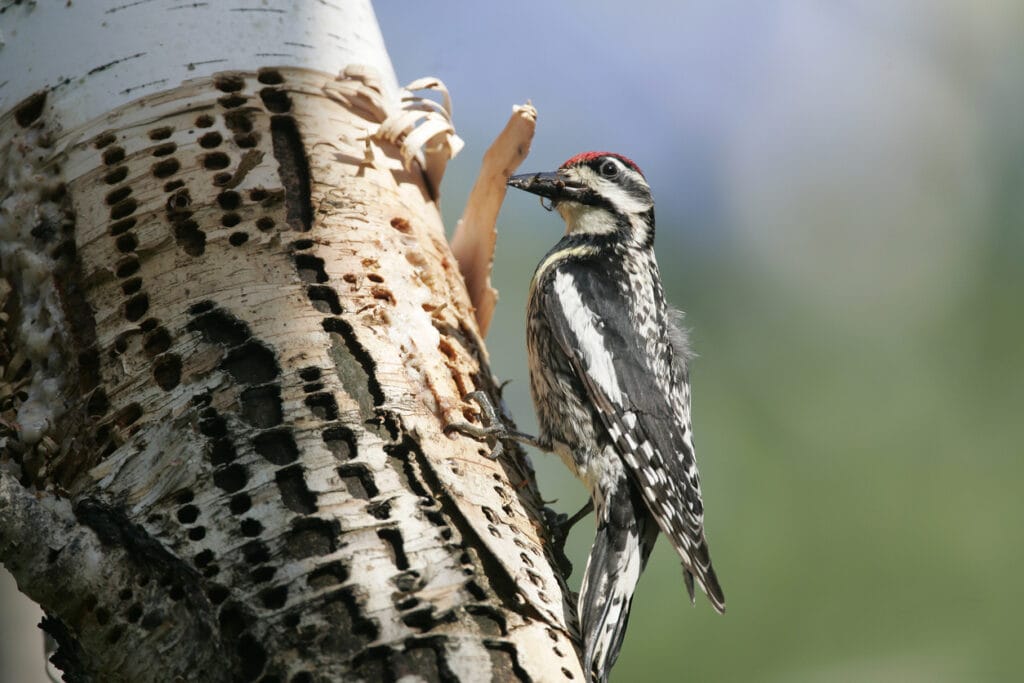 yellow bellied sapsucker