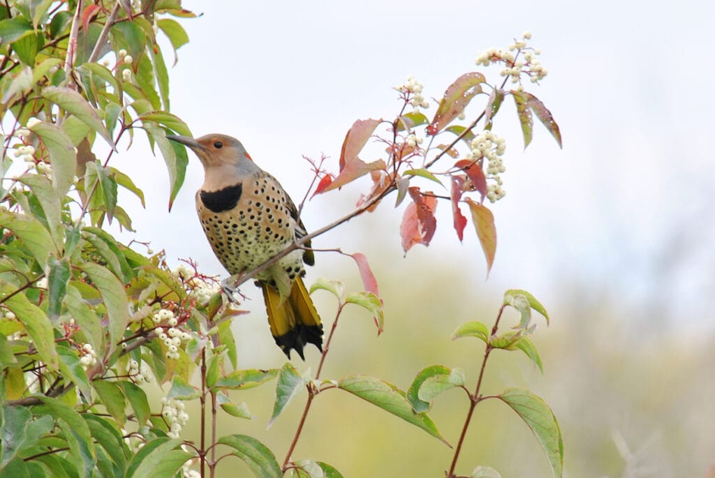Yellow-Shafted Northern Flicker