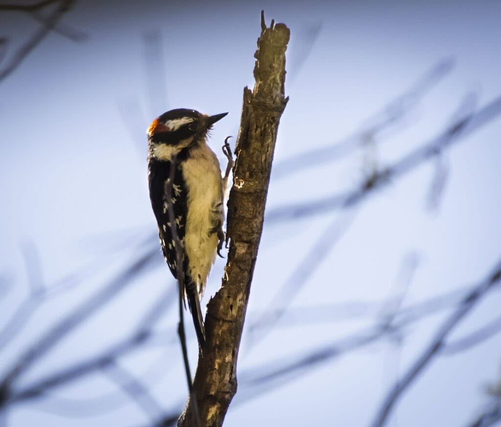 Yellow-bellied Sapsucker