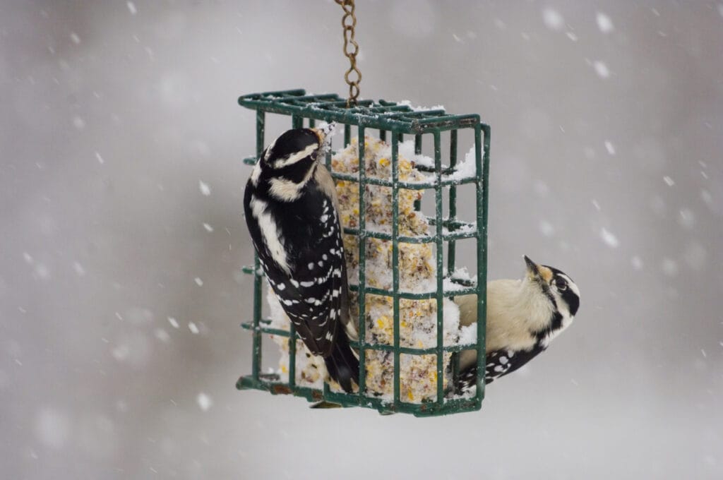attracting woodpeckers in the winter