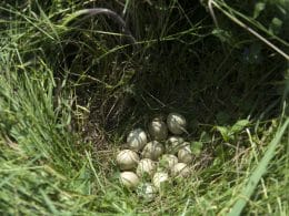 birds that make nests on the ground