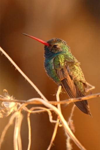 broad billed hummingbird red beak