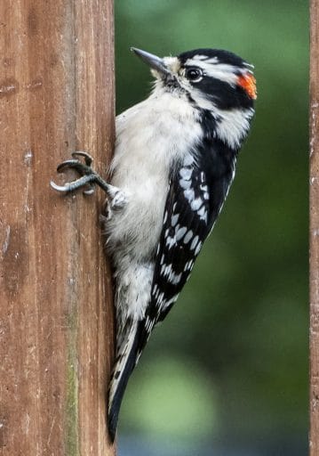 downy woodpecker