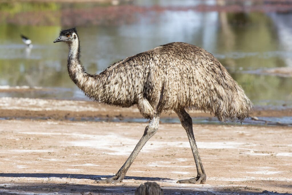 emu with long neck