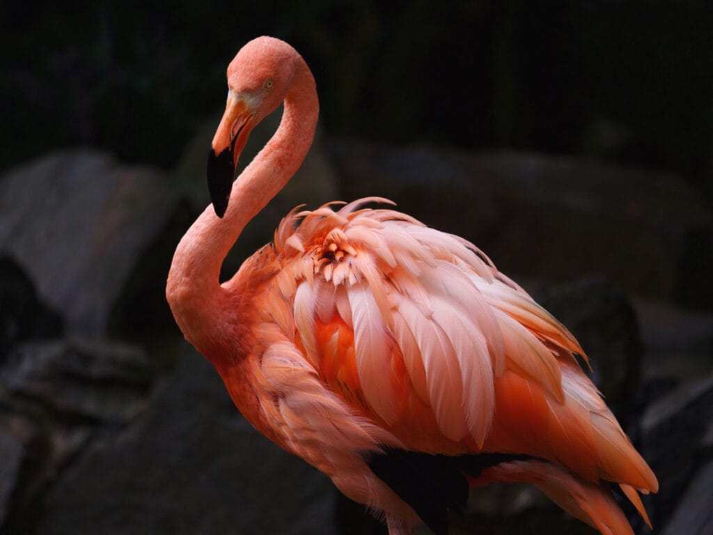 flamingo with long neck