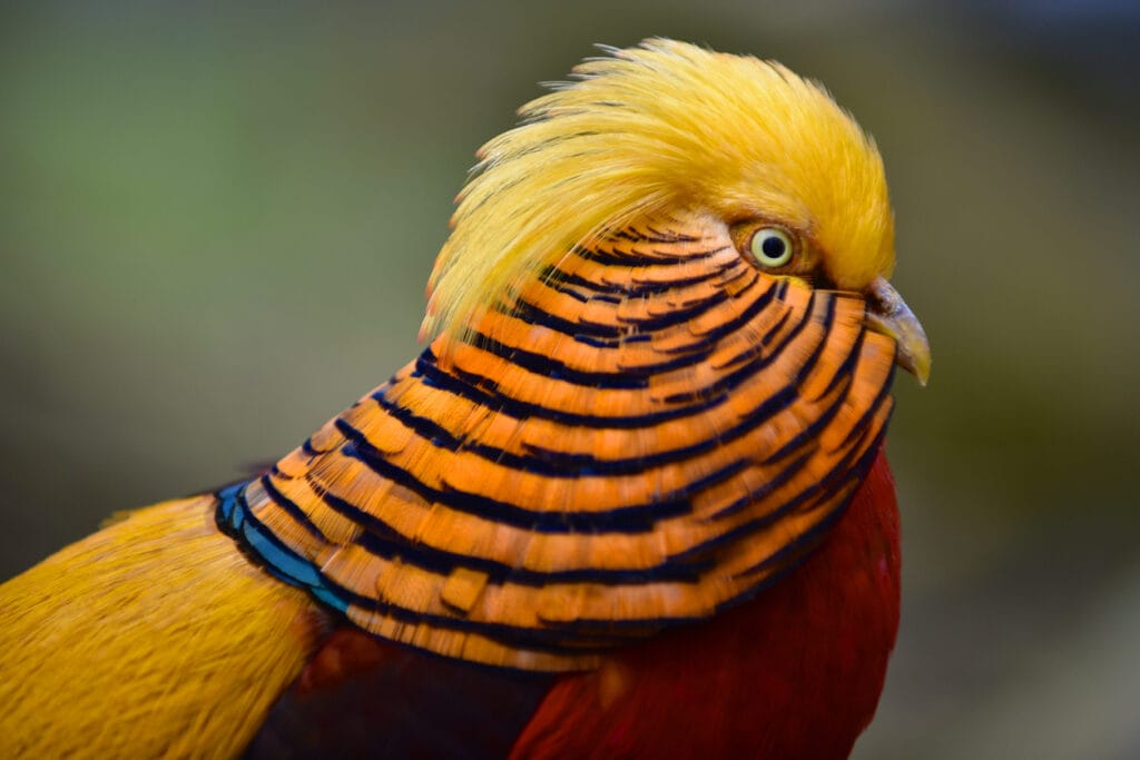 golden pheasant with mohawk