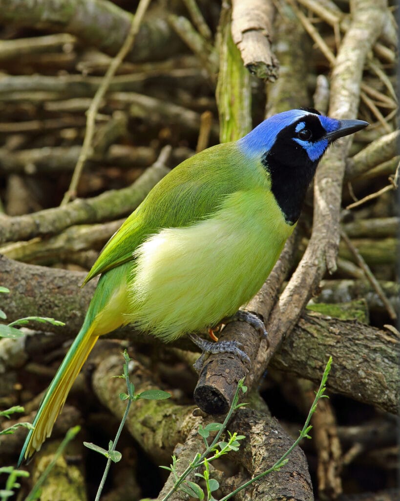 green jay