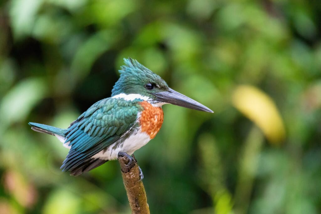 green kingfisher