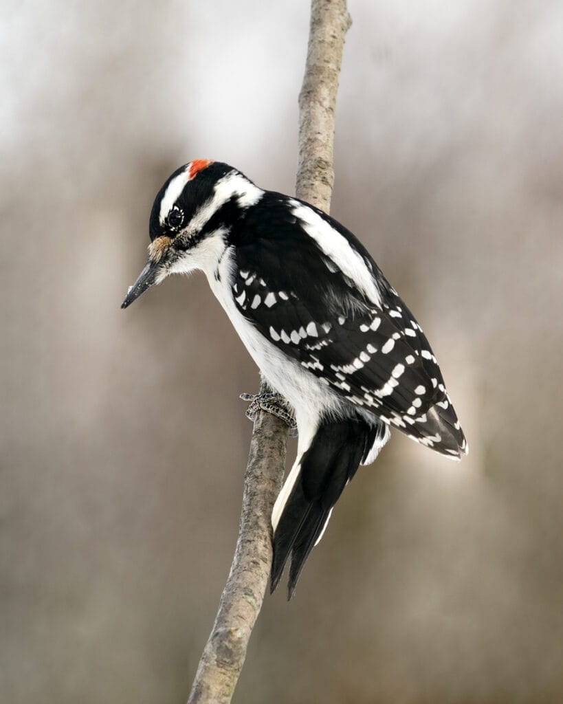 hairy woodpecker close up