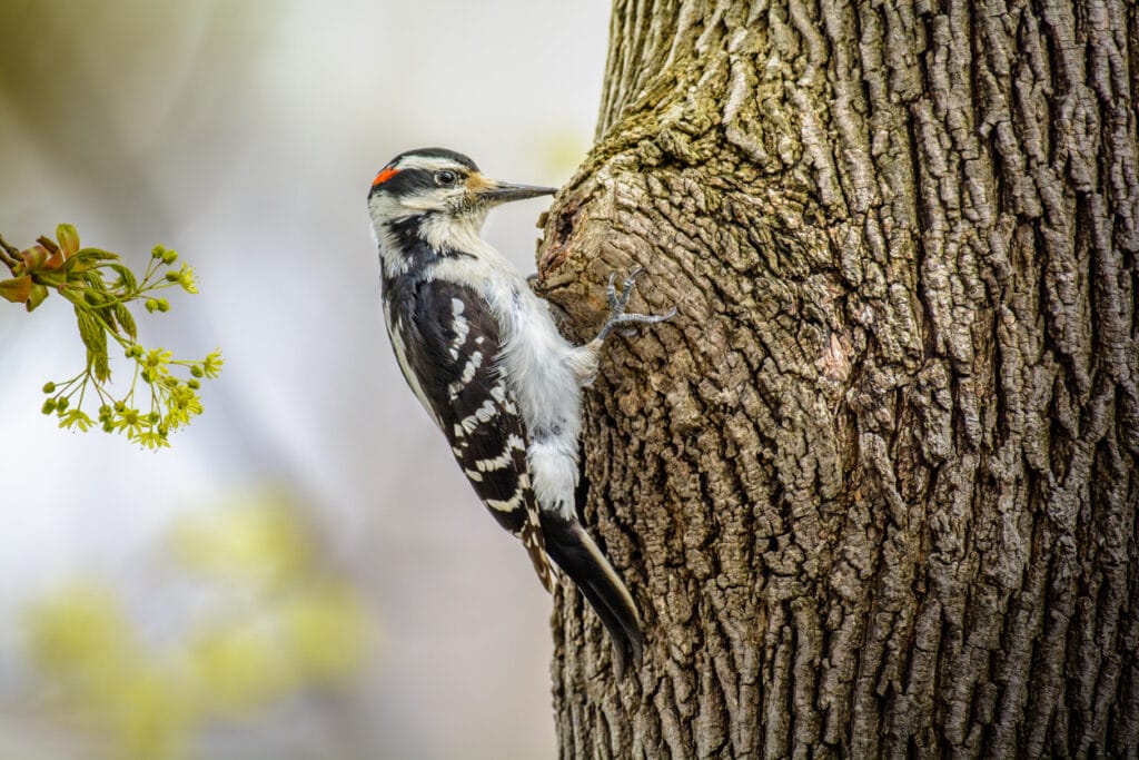 hairy woodpecker in georgia