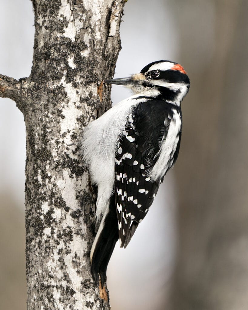 hairy woodpecker on branch