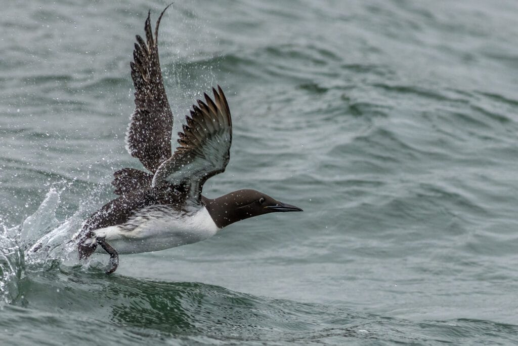 murre taking off
