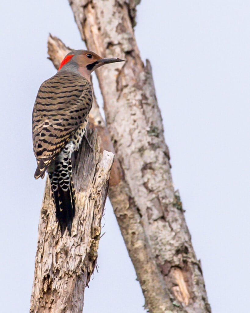 northern flicker portrait