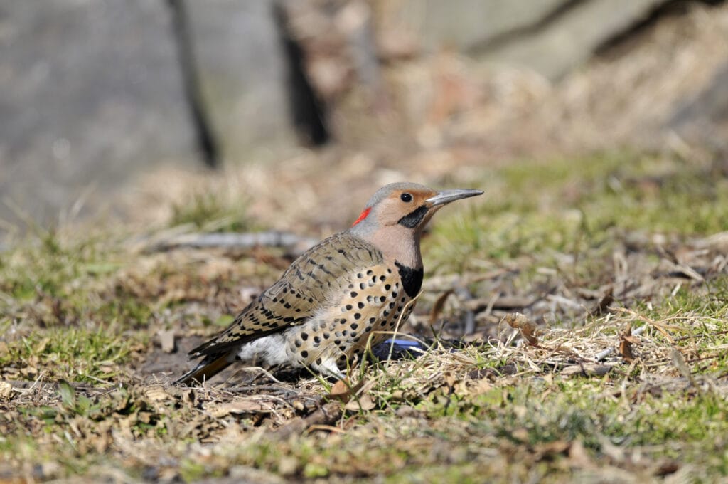 northern flicker woodpecker