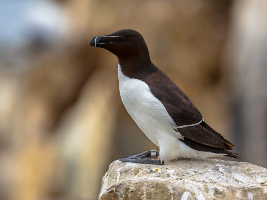 perched razorbill