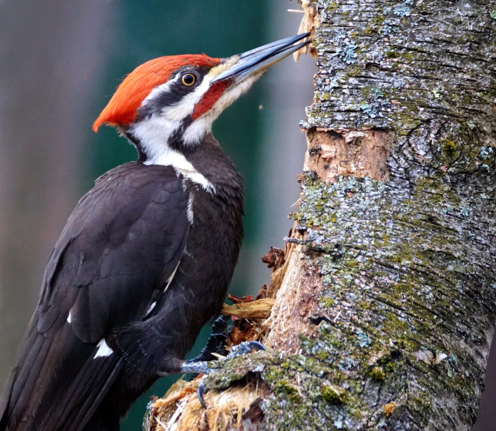 pileated woodpecker close up