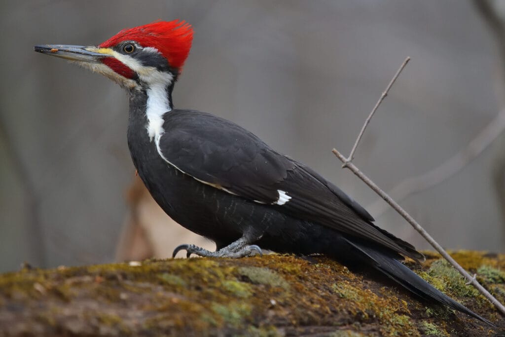 pileated woodpecker on log
