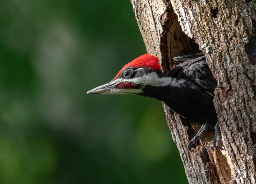 pileated woodpecker portrait