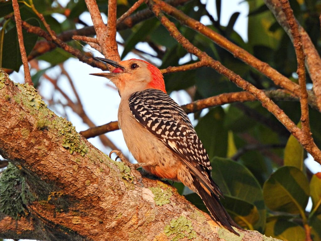 red bellied woodpecker in florida