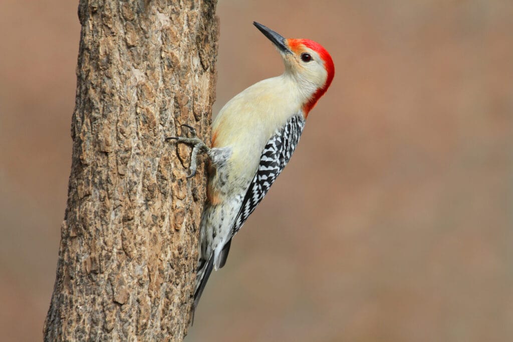 red bellied woodpecker in georgia