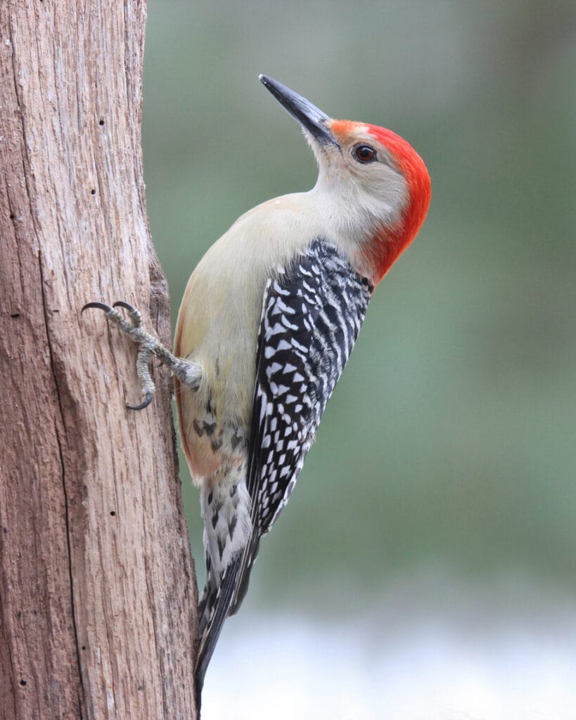 red bellied woodpecker on a log