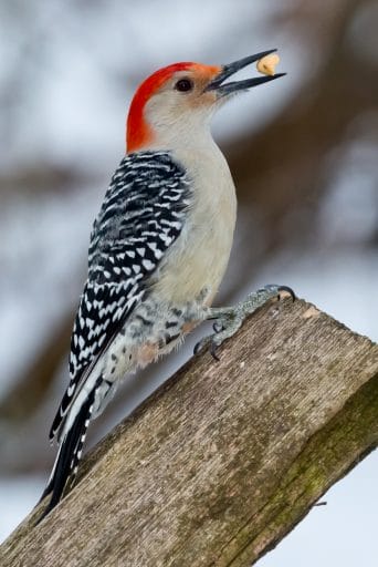 red bellied woodpecker