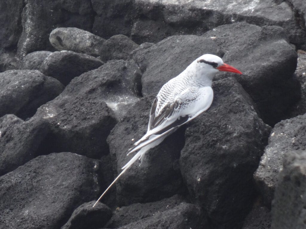 red billed tropic bird