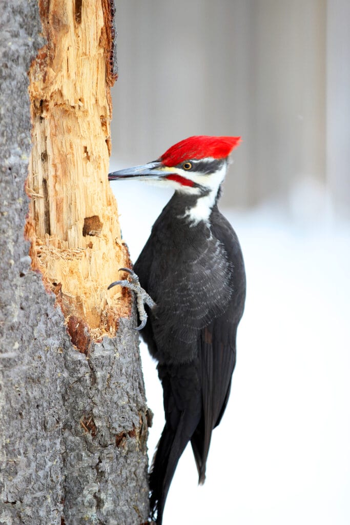 red-headed woodpecker