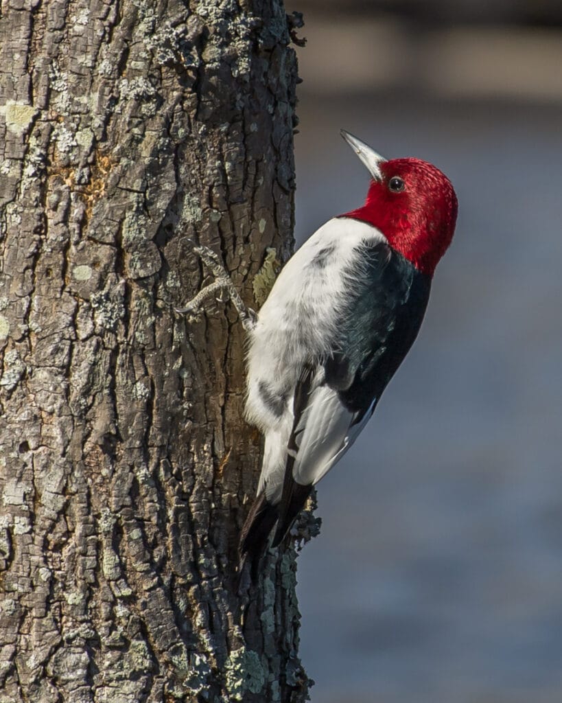 red headed woodpecker in georgia