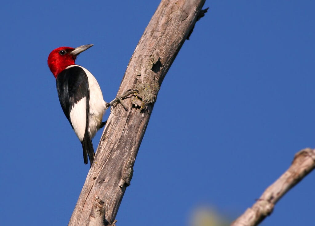 redheaded woodpecker on tree