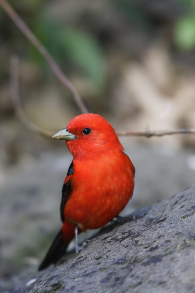 scarlet tanager