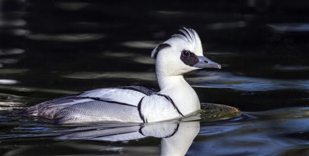 smew duck with mohawk