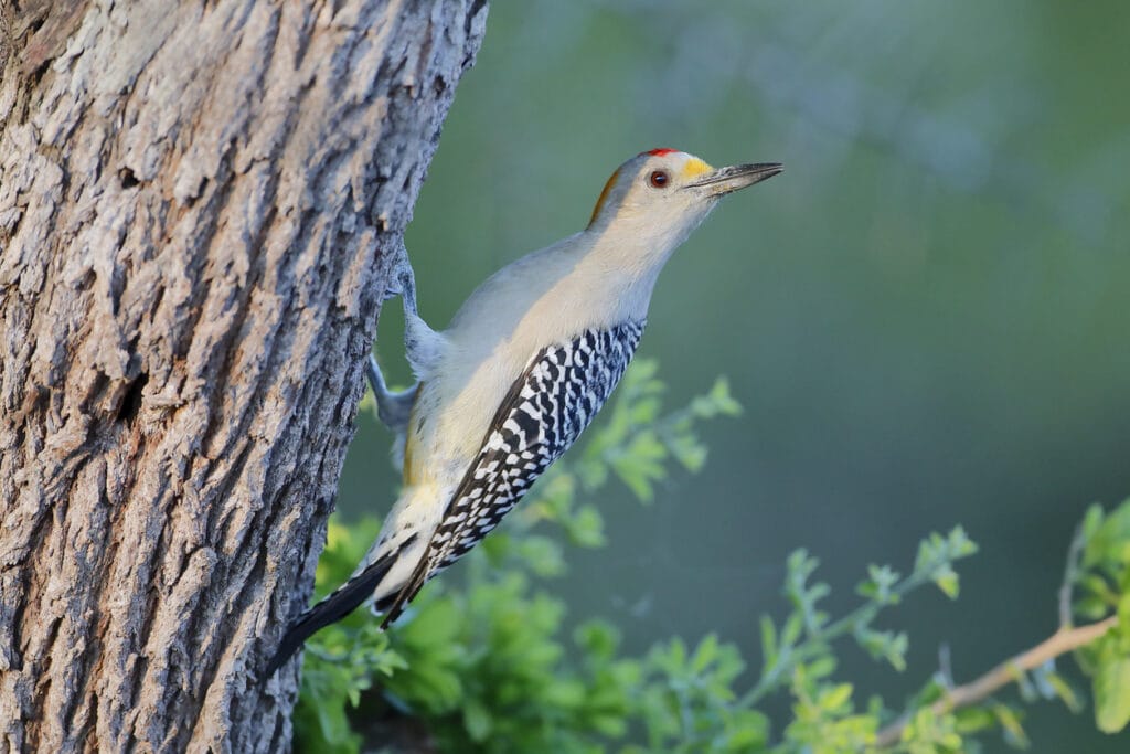 southern woodpecker
