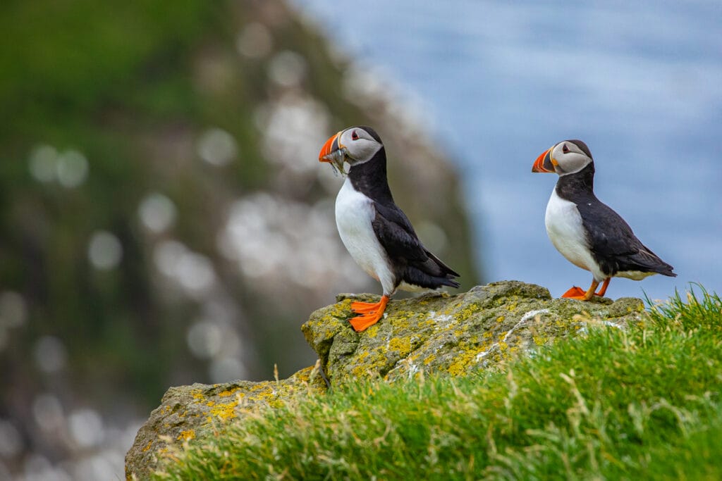 two puffins