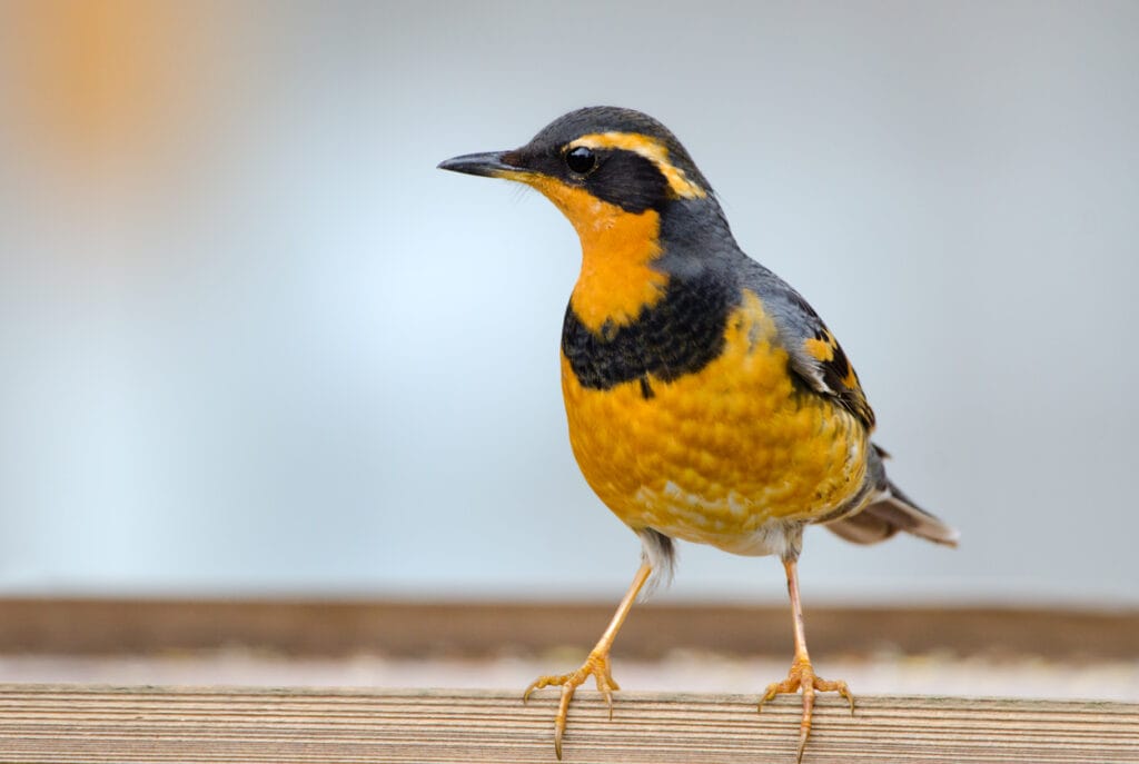 varied thrush