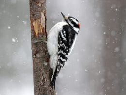 what do woodpeckers do in the winter