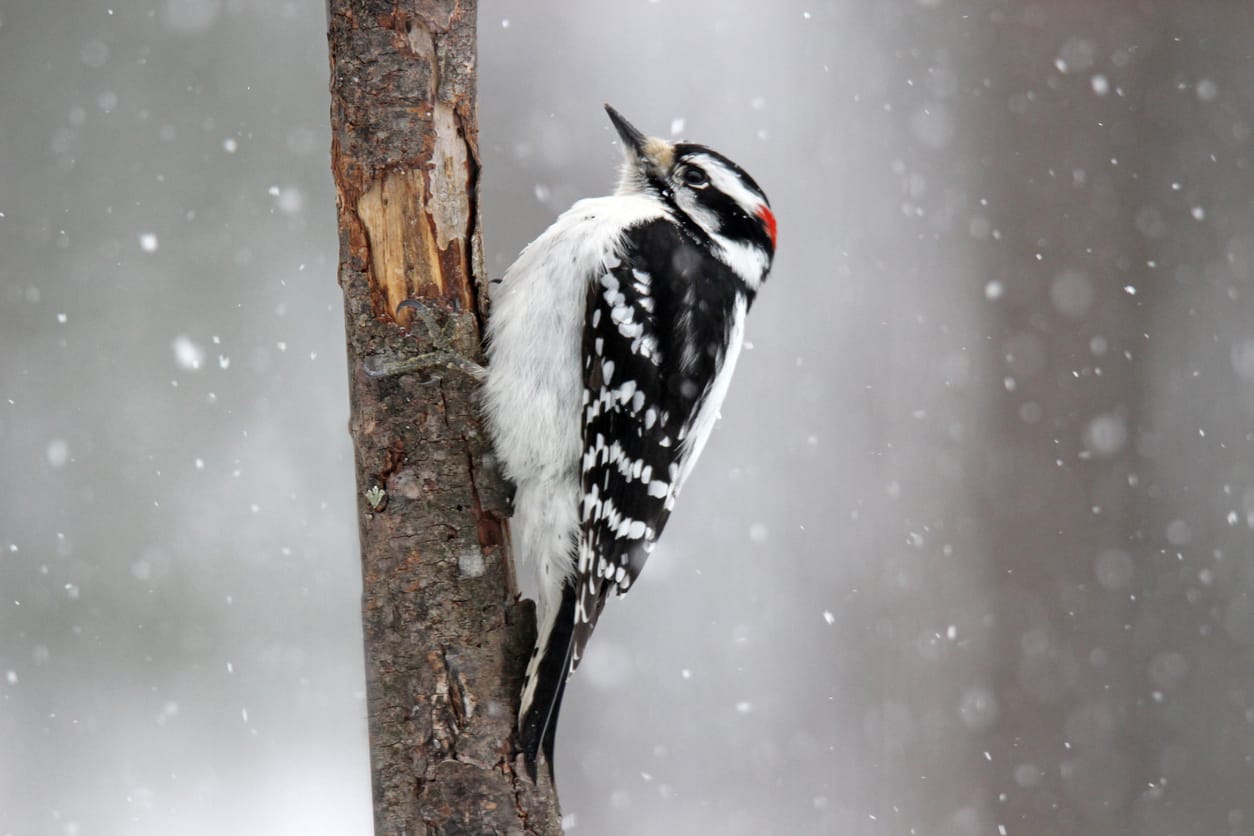 what do woodpeckers do in the winter